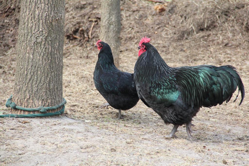 B&B In De Backerije Zuidwolde  المظهر الخارجي الصورة